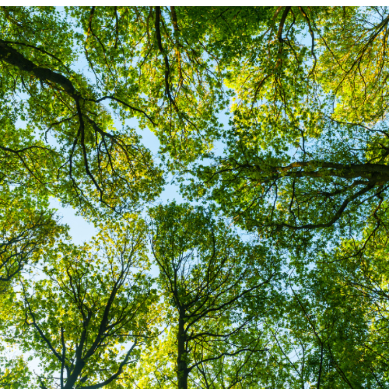 trees